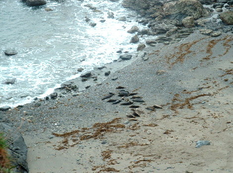 Godrevy