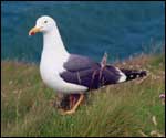 Seagull