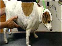 Fat dog