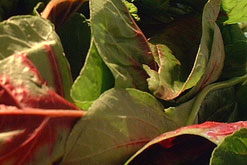 Amaranth