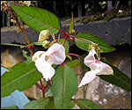 Himalayan Bolsom