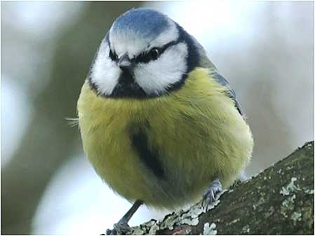Blue Tit