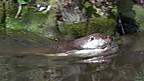 dyfrgi