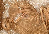 Image of pig bones and skeleton