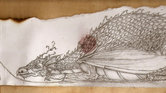 Stubborn Dragon...