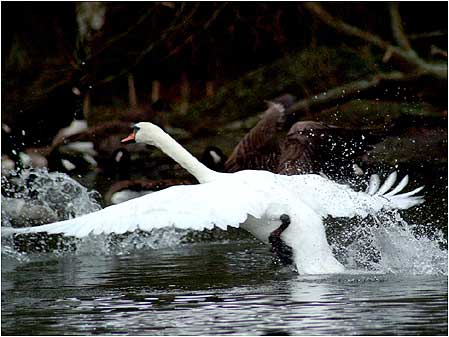 Swan