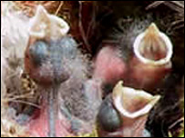 Blue Tit webcam
