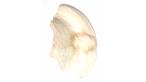 Symbol of the first universal god.