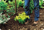 How to plant c