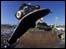 skateboarding copyright estpix