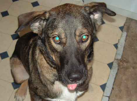 Dog