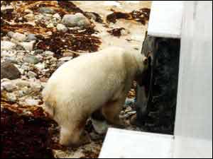 Polar Bear nosing around a tundra buggy