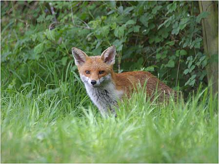 Fox