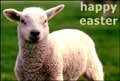 Lamb