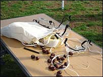 Conkers on table