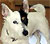 a dog