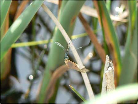 Dragonfly