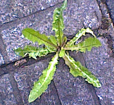weeds on a path
