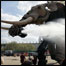 Elefante mecânico