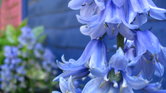 Bluebells