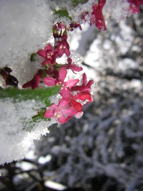 April Snow