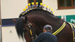 Day 4 - Shire horse