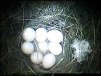 Bluetit Webcam