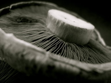 mushroom