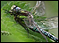 hair dragonfly