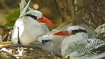 Red-billed tropicbirds at nest with young, Tobago (copyright: Barrie Britton)