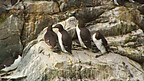 Guillemots