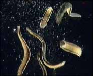 Medicinal leeches