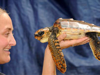 Flash the turtle