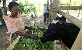 Jueina with a cow 