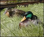 Ducks on the Severn