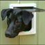 Labrador
