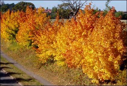 Autumn trees