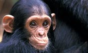 Flirt at 2 years old © BBC