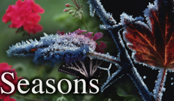 seasons