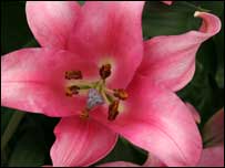 Pink flower