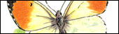 Orange Tip butterfly