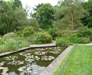 The Garden