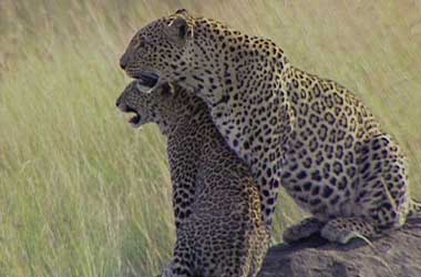 Leopard Shadow and her mother, Half-tail