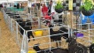 The goat enclosure
