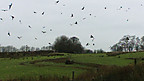 Red Kites Feeding