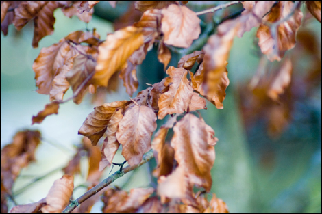 01 Autumn leaves in Bodenham Arboretum photographed by Jon Thompson