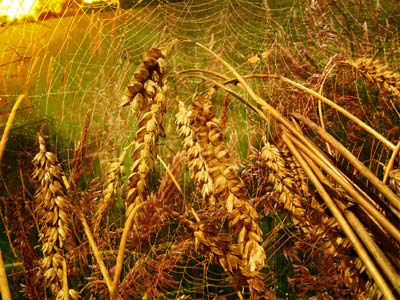 Wheatfield