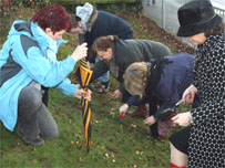 Planting the bulbs