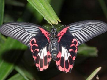 Scarlett Mormon Swallowtail, istockphoto.com, Ulrich Willmunder.