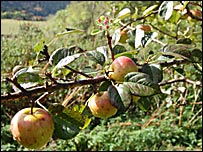 Apple tree 